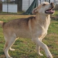 Arthur ist eine Frohnatur, Hund zur Adoption