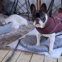 Poldi sucht aktive Menschen, Hund zur Adoption