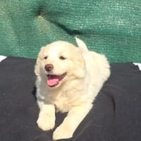 Josi sucht ein Zuhause, Hündin zur Adoption