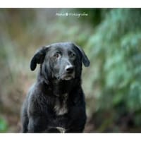 Amia - wartet in 65388 Schlangenbad, Hündin zur Adoption