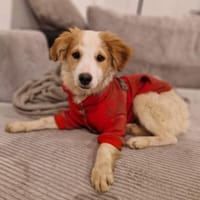 Rette Mendino  und er rettet dein Herz., Hund zur Adoption