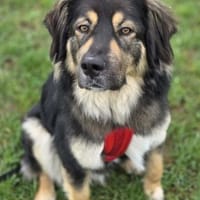 Aramis 💗 wartet in 50169 Kerpen, Hund zur Adoption