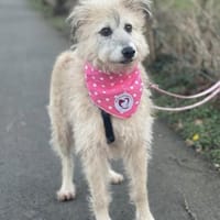 Lisa, Hündin zur Adoption