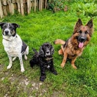 Tiger, auf der Suche nach dem Glück, Hund zur Adoption