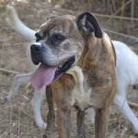 Prada, Hündin zur Adoption