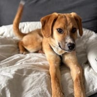 Junger Peanut auf PS in Leverkusen, Hund zur Adoption