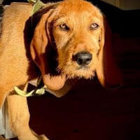 Bruno, Hund zur Adoption