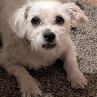 Lucky liebt es zu kuscheln, Hund zur Adoption