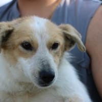 Noya - zutraulich u. unkompliziert, Hündin zur Adoption