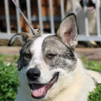 Moscu - kinderlieber Familienhund❤, Hund zur Adoption