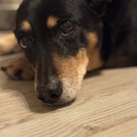 ALICE  Hundeomi sucht ruhige Familie, Hündin zur Adoption