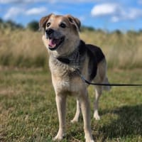 Karden  Ein Gentleman, Hund zur Adoption
