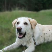 Mary - weiße Riesin mit großem Herzen, Hündin zur Adoption