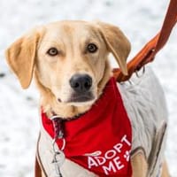 Lino - wartet in 33154 Salzkotten, Hund zur Adoption