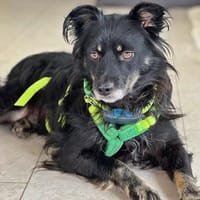 Shadow auf einer Pflegestelle, Hund zur Adoption