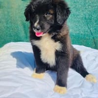 Snickers sucht ein Körbchen, Hund zur Adoption