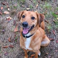 Pavarotti sucht ein Zuhause, Hund zur Adoption