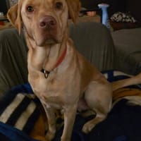 Karsten - ein lieber großer Bub, Hund zur Adoption