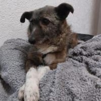 Missy 42 cm (Pfegestelle), Hündin zur Adoption