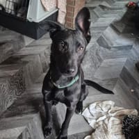 Verspielter Samu, Hund zur Adoption