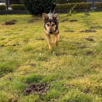 Dora - schlaue Schäferhündin, Hündin zur Adoption