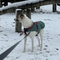 HOPE sucht ein liebevolles Zuhause, Hündin zur Adoption