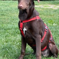 Junghündin Sterre in Hamburg, Hündin zur Adoption