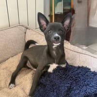 Frodo ein charmanter kleiner Kerl, Hund zur Adoption