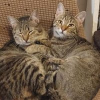 Tina & Tino Schmusetiger suchen Familie, Kater zur Adoption