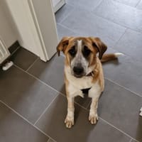 Naya wartet auf ihre Menschen❤🐾❤, Hündin zur Adoption