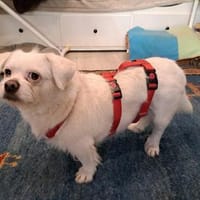 Susy kleine Hündin 2,5 Jahre in 97318, Hündin zur Adoption