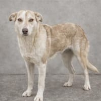 Sunny möchte strahlen, Hündin zur Adoption