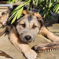 Inti - Schlauer, charmanter Hundejunge, Hund zur Adoption