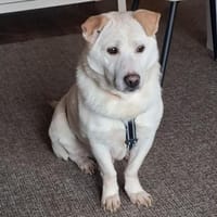 Cody ♥ möchte alles richtig machen, Hund zur Adoption