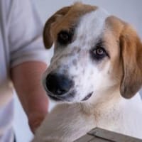 Romeo wird zum Notfall, Hund zur Adoption