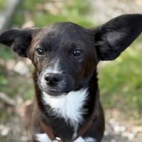 Traumzuhause für Pia gesucht, Hündin zur Adoption