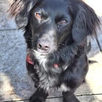 kinderlieber Wirbelwind 🐾💕 Peaches (E), Hündin zur Adoption