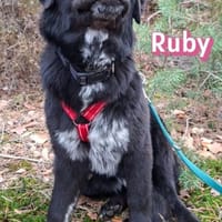 Ruby - freundlich und menschenbezogen, Hündin zur Adoption