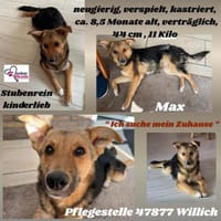 Max sucht ein schönes Zuhause, Hündin zur Adoption