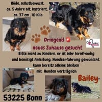 💙Bailey💙 sucht seine Menschen🐾💙, Hund zur Adoption