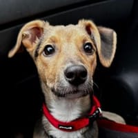 Frodo ♥wartet in 50827 Köln, Hund zur Adoption