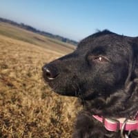 Anni  sucht ihre Familie, Hündin zur Adoption