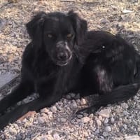 Nuts, Hund zur Adoption