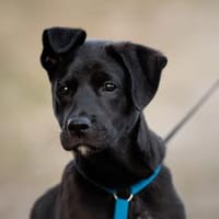 Nike möchte geliebt werden, Hund zur Adoption