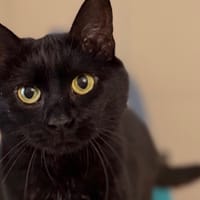 Salem CAB5328, chatte à adopter