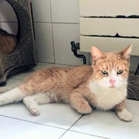 Mousseline, chat à adopter