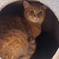 Chouette, chatte à adopter
