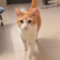 Bijou CAB5276, chat à adopter