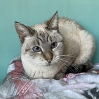 FAUSTINE, chatte à adopter