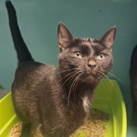 DAPHNEE, chatte à adopter
